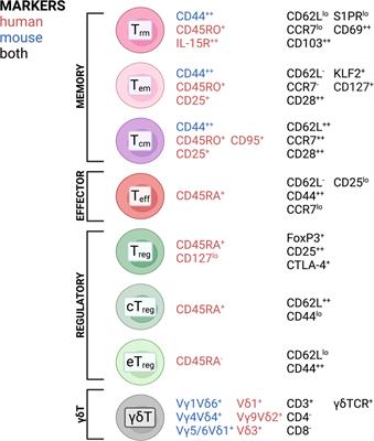 (Not) Home alone: Antigen presenting cell – T Cell communication in barrier tissues